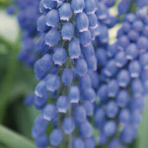 Мускарі Big Smile