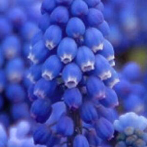 Мускарі Blue Magic