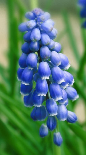 Мускарі Blue Pearl