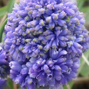 Мускарі Blue Spike