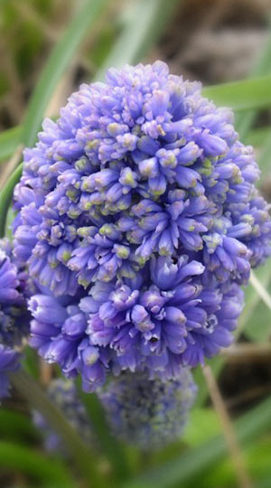 Мускарі Blue Spike