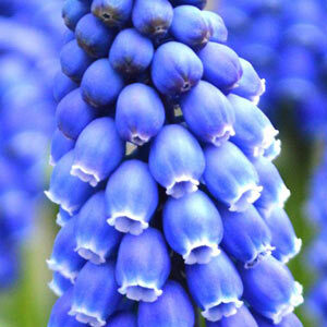 Мускарі Cantab