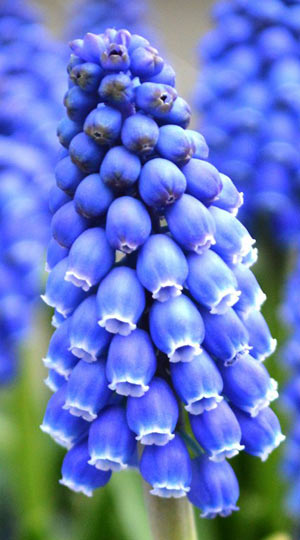 Мускарі Cantab