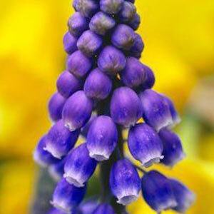 Мускарі Christmas Pearl