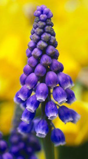 Мускарі Christmas Pearl