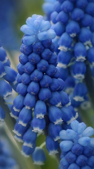 Мускарі Dark Eyes