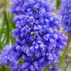 Мускарі Fantasy Creation