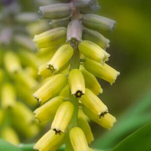 Мускарі Golden Fragrance