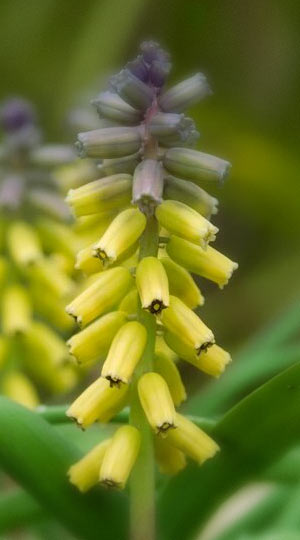 Мускарі Golden Fragrance