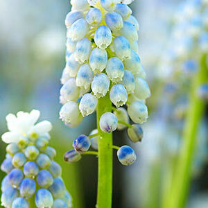 Мускарі Lady Blue