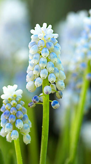 Мускарі Lady Blue