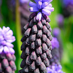 Мускарі Latifolium