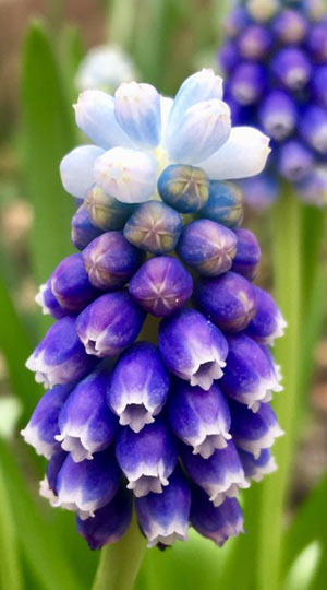 Мускарі Mount Hood