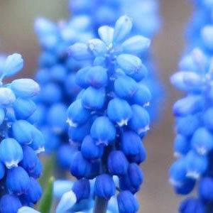 Мускарі Ocean Magic