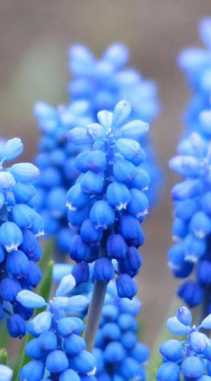 Мускарі Ocean Magic