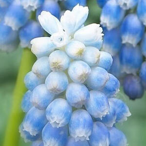 Мускарі Peppermint