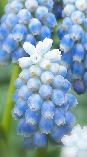 Мускарі Peppermint