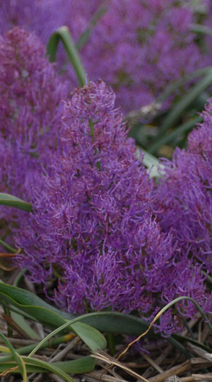 Мускарі Plumosum