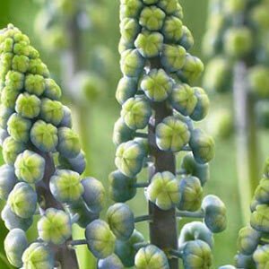 Мускарі Saffier