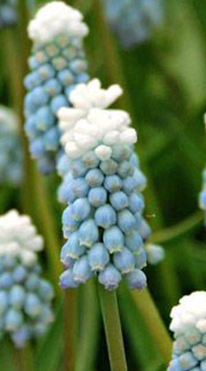 Мускарі Sky Blue