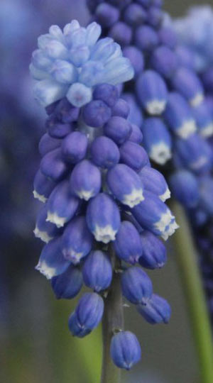 Мускарі Superstar