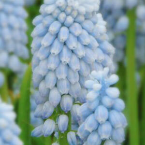 Мускарі Valerie Finnis