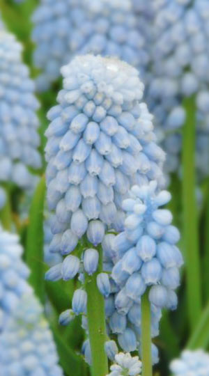 Мускарі Valerie Finnis