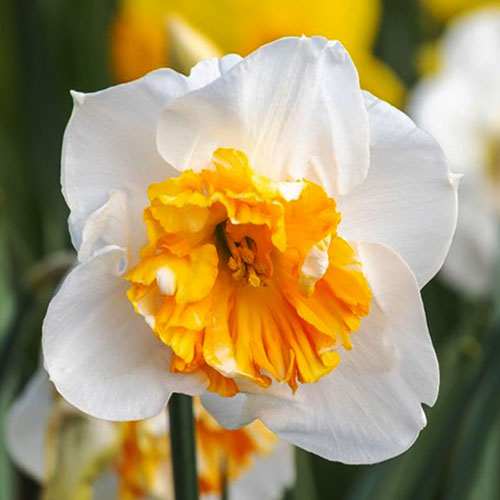 narcissus dolly mollinger