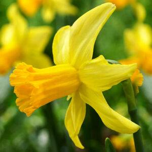 narcissus february gold