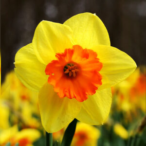 narcissus fortissimo