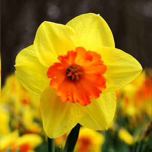 narcissus fortissimo