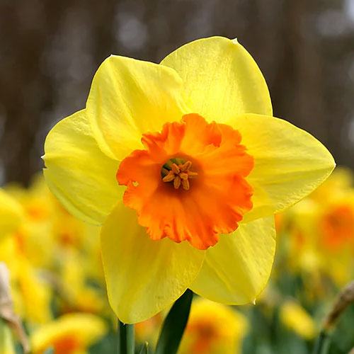 narcissus fortissimo