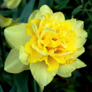 narcissus full house