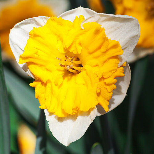 narcissus gabriel kleiberg