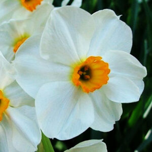narcissus geranium