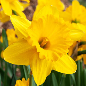 narcissus gigantic star