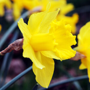 narcissus golden harvest