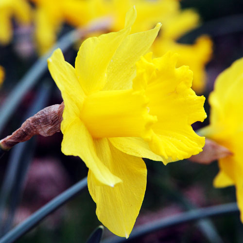 narcissus golden harvest