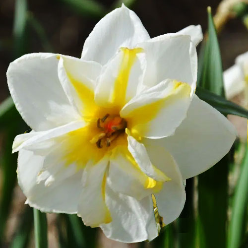 narcissus lemon beauty