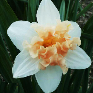narcissus palmares