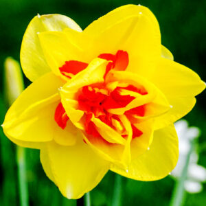 narcissus tahiti