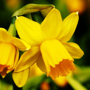 narcissus tete-a-tete