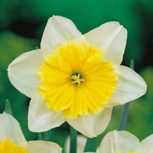 Нарцис Айс Фолліс