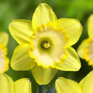 Нарцис Алексіс Бьюті