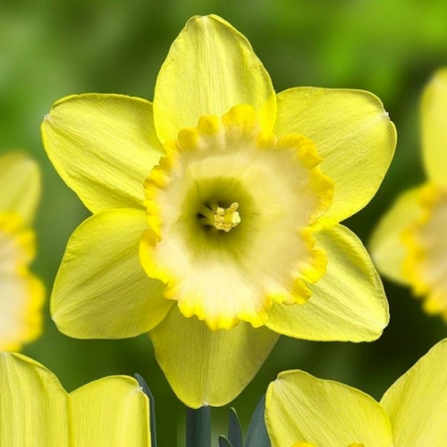 Нарцис Алексіс Бьюті