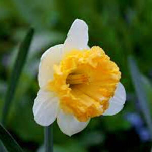 Нарцис Блюз