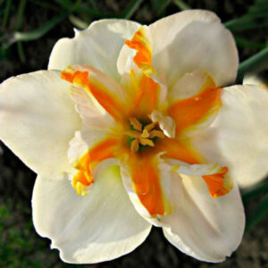 Нарцис Дельта