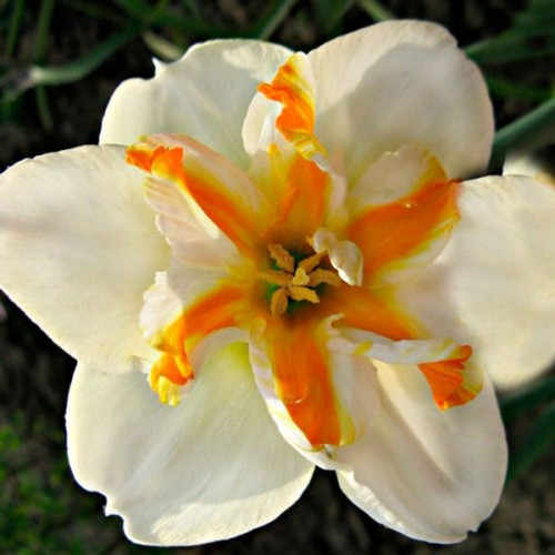 Нарцис Дельта