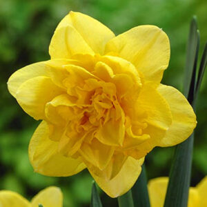 Нарцис Дік Вілден