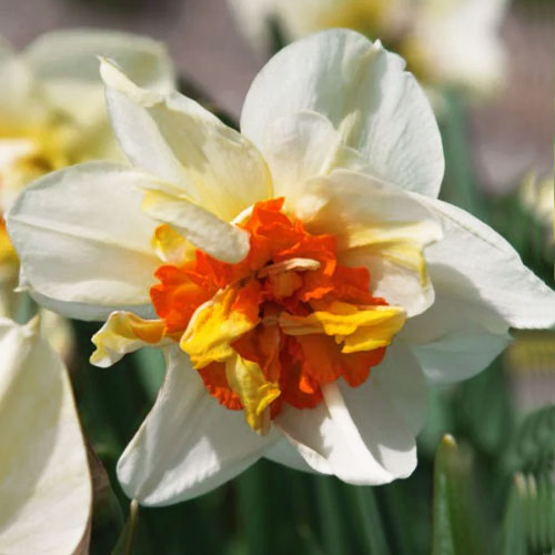 Нарцис Флауер Дрифт